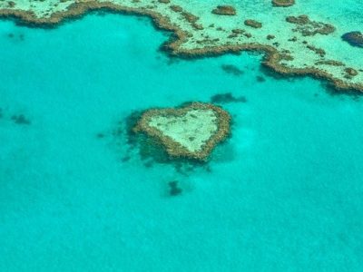 Heart Coral Great Barrier Reef heart coral reef